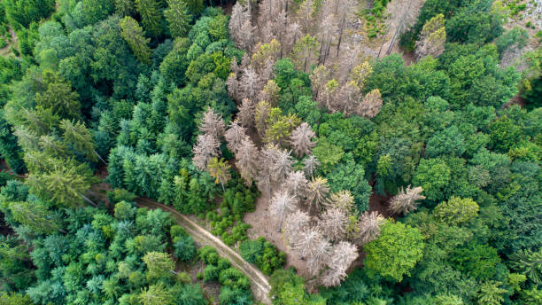 istock Aerial view of dead trees - forest dieback - Waldsterben, Germany 1166762463