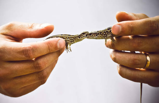 istock Quarrel of two motley wild lizards which are held by man's hands 1166762469