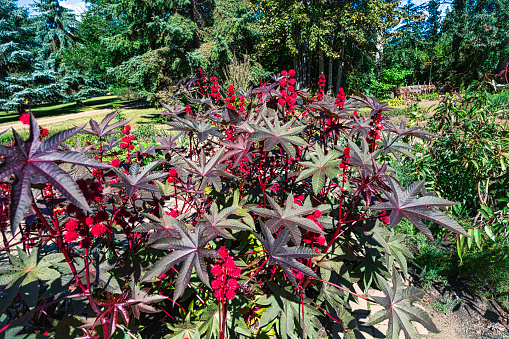 Castor oil plant has glossy leaves with long stems and red flowers