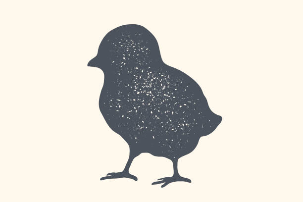 цыпленок, птица. винтаж ретро печать, плакат для мясника - young bird stock illustrations
