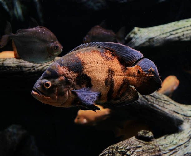 istock Aquarium fish Astronotus 1166763427