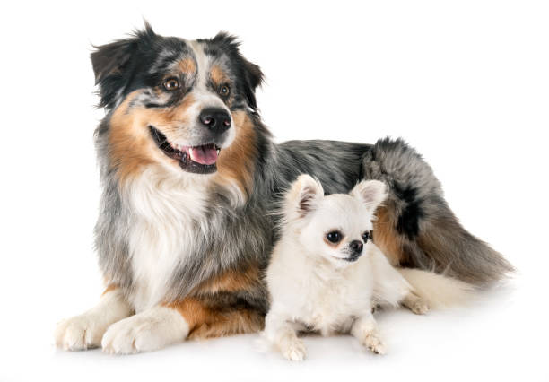 istock australian shepherd and chihuahua 1166765024