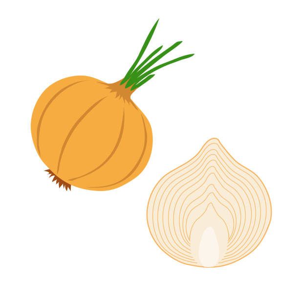 ilustraciones, imágenes clip art, dibujos animados e iconos de stock de cebolla y medio aislado en blanco - onion