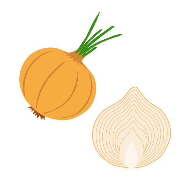 лук и половина изолированы на белом - onion stock illustrations