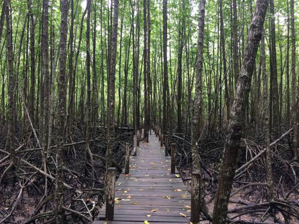 istock A walk through the beautiful nature forest 1166766568