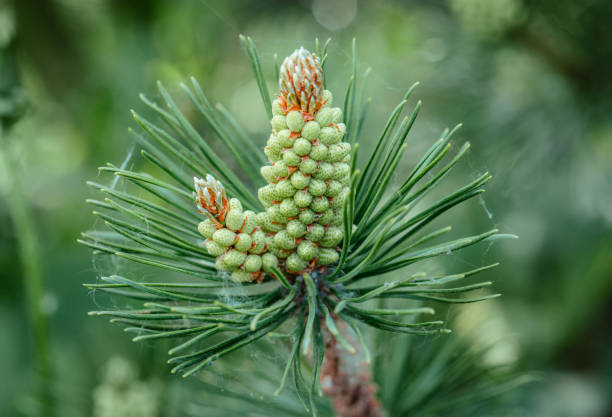 kiefernblüte aus nächster nähe. kieferzweig mit gelben pollen, kegel bei sonnigem wetter. bergkieferblüten. immergrüne nadelbäume. - growth new evergreen tree pine tree stock-fotos und bilder