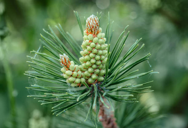 pine blossom close-up. pine branch with yellow pollen, cone in sunny weather. mountain pine blossoms. evergreen coniferous trees. - growth new evergreen tree pine tree imagens e fotografias de stock