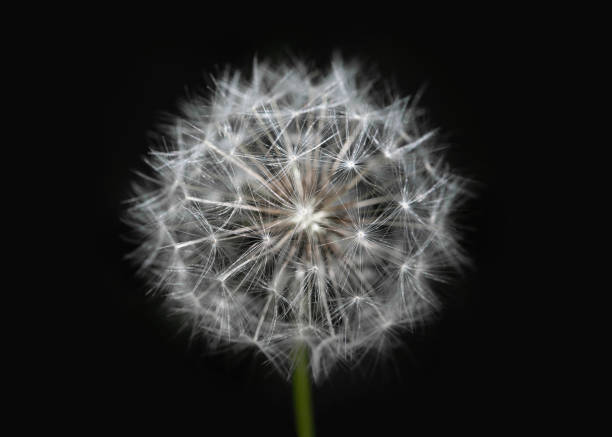 istock White dandelion on isolated black background. Fluffy dandelion seeds. Dandelion close-up macro. A side view of a blooming flower head of the dandelion. 1166766621