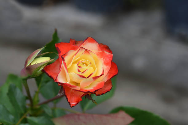 Origami Floribunda rose (Rosa Cluster-flowered bush hybrid) - Latin name - Rosa floribunda Origami