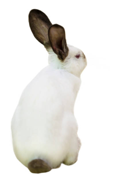 istock cute funny fluffy animal rabbit looks 1166767325