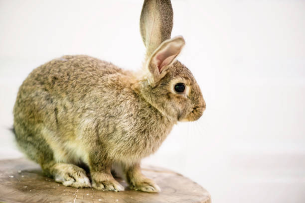 istock cute funny fluffy animal rabbit looks 1166767935