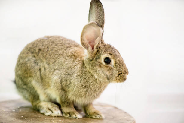 istock cute funny fluffy animal rabbit looks 1166767949