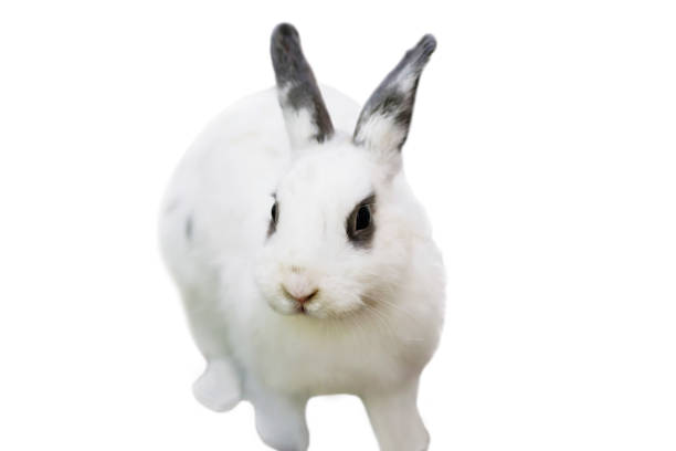 istock cute funny fluffy animal rabbit looks 1166768015