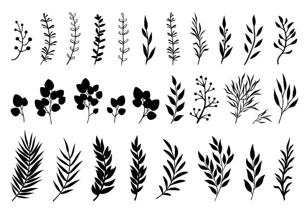 Set of tree branches and leaves Set of tree branches, eucalyptus, palm leaves, herbs and flowers silhouettes twig stock illustrations