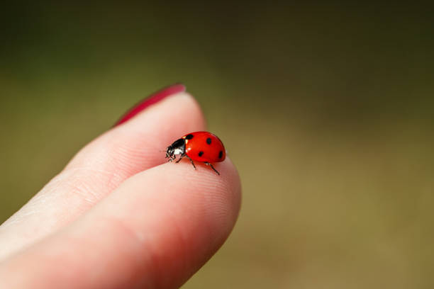 istock Ladybug on finger. Beautiful summer background. Ladybug on hand on yellow background close-up. 1166768102