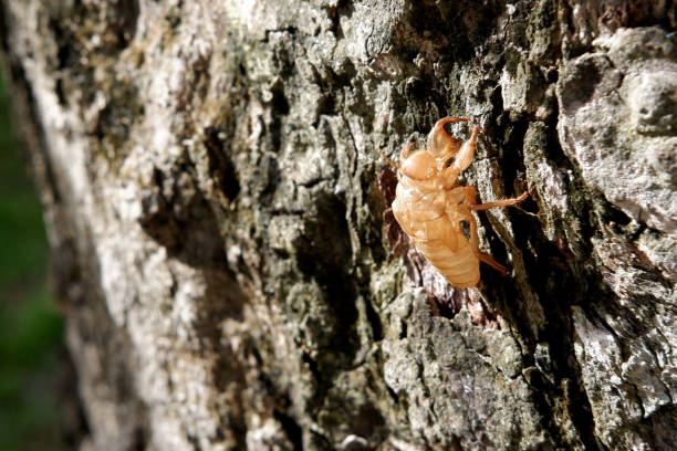 istock Cicada skin after molting, on natural old tree bark. 1166768532