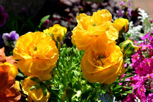 istock Variety of Ranunculus with Petals of Multiple Layers and Single Layer 1166769547