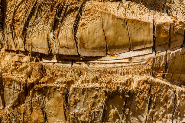 Palm tree skin texture