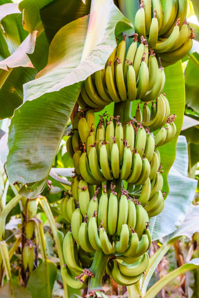 istock Bunch of the unripe green bananas on tree 1166769819