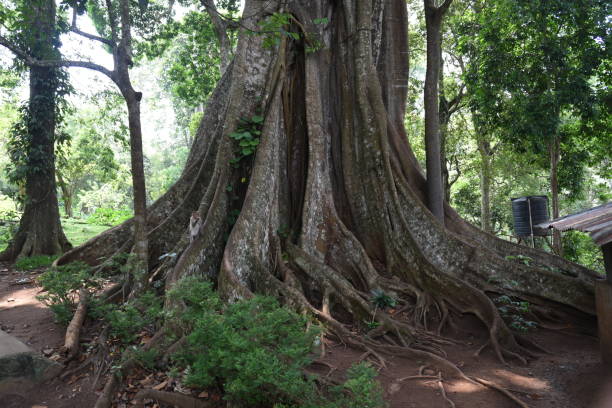 istock Periyar Lake and forest,Thekkady,  Kerala 1166770865