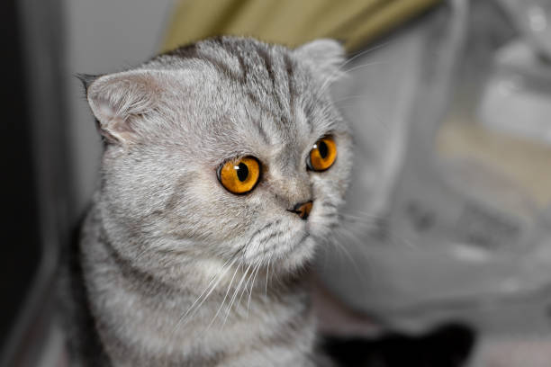 istock So cute scottish fold cat. 1166771187