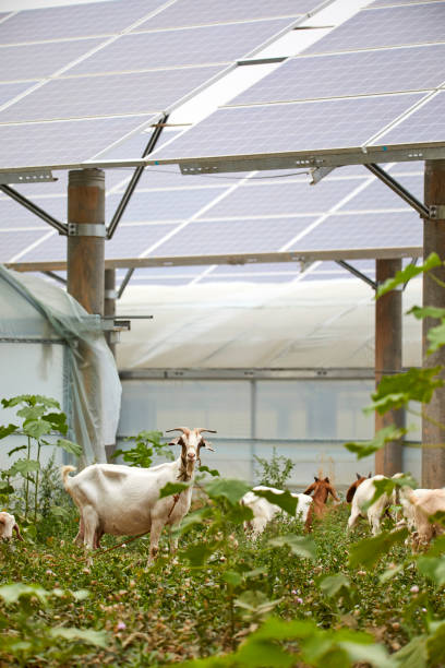 istock Sheep grazing in solar photovoltaic area 1166771433