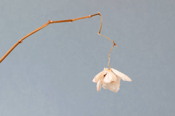Wilted white orchid Phalaenopsis flower, isolated