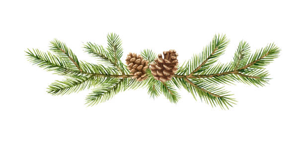 Watercolor vector Christmas banner with fir branches and place for text. Watercolor vector Christmas banner with fir branches and place for text. Illustration for greeting cards and invitations isolated on white background. christmas pine cone frame branch stock illustrations