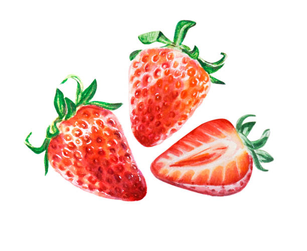 illustrazioni stock, clip art, cartoni animati e icone di tendenza di fragola succosa rossa acquerello con mezza bacca. frutta e bacche dolci estive. - fragola illustrazioni