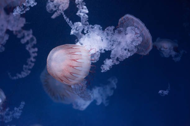 istock beautiful jellyfish in the aquarium 1166771813