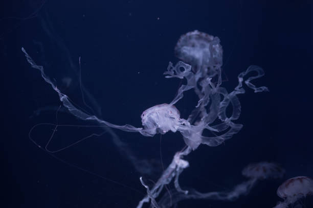 istock beautiful jellyfish in the aquarium 1166771816
