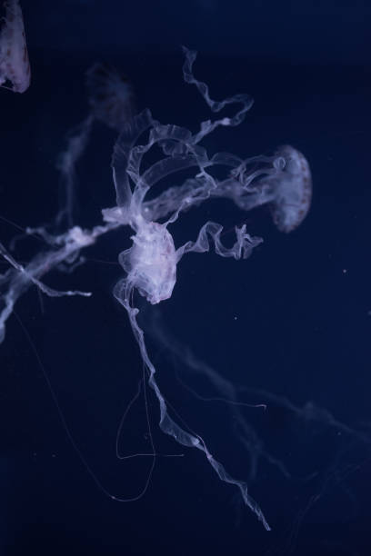 istock beautiful jellyfish in the aquarium 1166771852