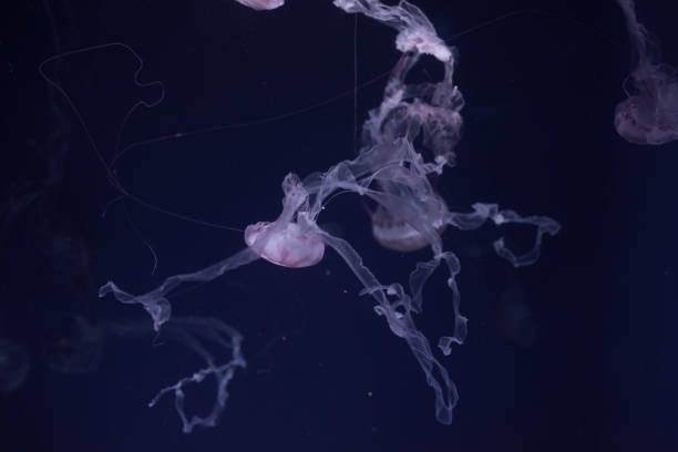 istock beautiful jellyfish in the aquarium 1166771854