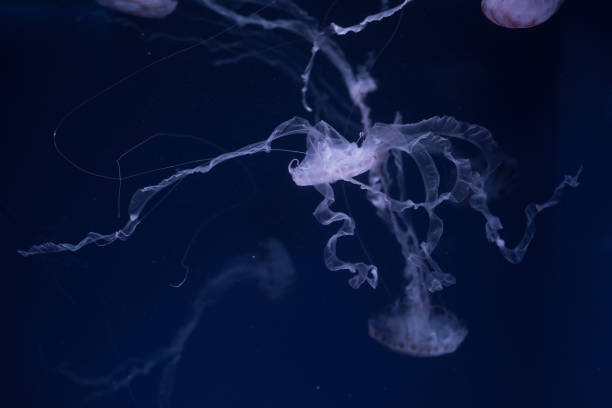 istock beautiful jellyfish in the aquarium 1166771894