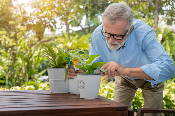 istock Senior old man eldery puring water and taking care small tree on table in garden 1166772089