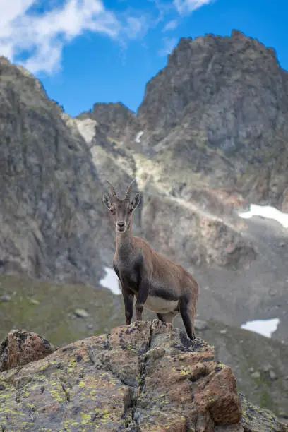Female of Alpine Ibex in her envinroments , mountain , France Lacs de cheserys