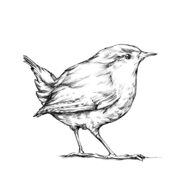 ilustraciones, imágenes clip art, dibujos animados e iconos de stock de ilustración de un wren, un pájaro cantor - wren