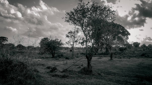 istock Dry lands Sri Lanka Landscape with trees 1166773795
