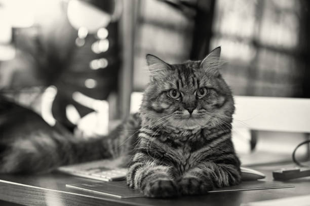 istock Black and white tone, A Cat sitting on office desk. 1166774102