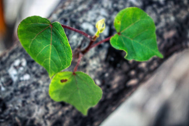 This unique photo shows how a lush green new tree emerges from an old tree bark. This picture was taken in the Maldives