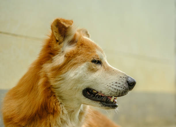 istock Close up dog face,Looking at something 1166776024