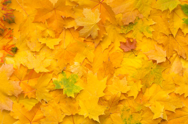 istock Autumn background with fallen yellow maple leaves on ground 1166776332