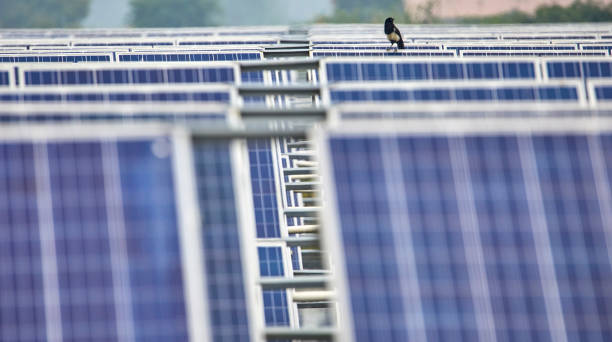 istock Bird standing on solar photovoltaic panel 1166776619