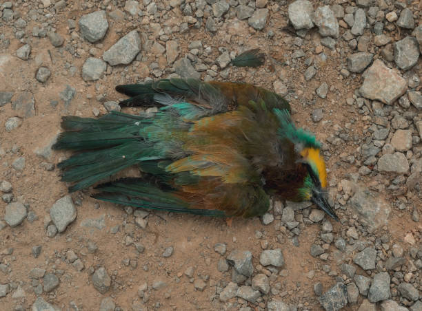 top view of dead bee-eater laying on soil top view of dead bee-eater laying on soil bee eater stock pictures, royalty-free photos & images