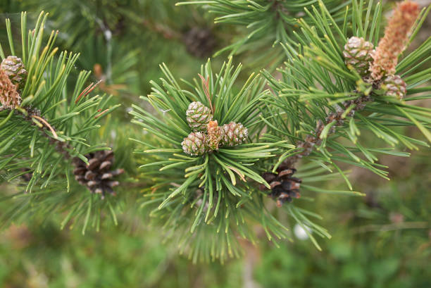istock branch close up of Pinus mugo conifer tree 1166777438