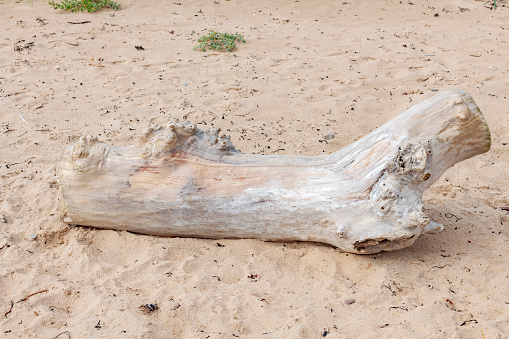 A large piece of driftwood washed ashore on a beach along the Northumberland coast in England.