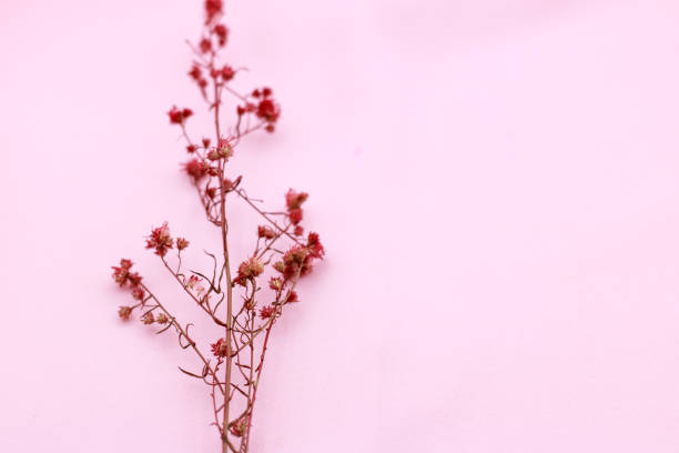 istock Red dried flowers on pink background. 1166780435