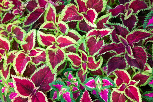 istock Coleus Flowers Captured by the Forest 1166780491