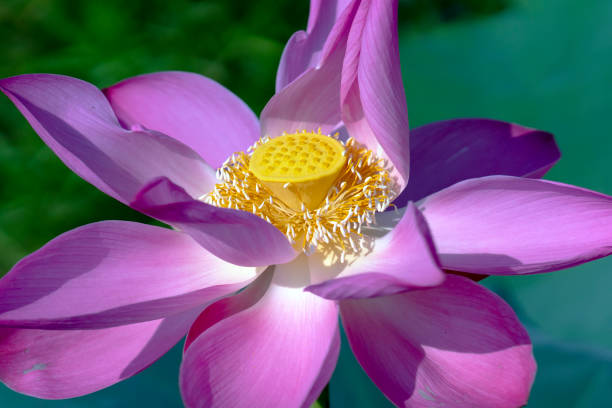 close up of lotus flowers blooming in a sunny lake - flower single flower zen like lotus imagens e fotografias de stock