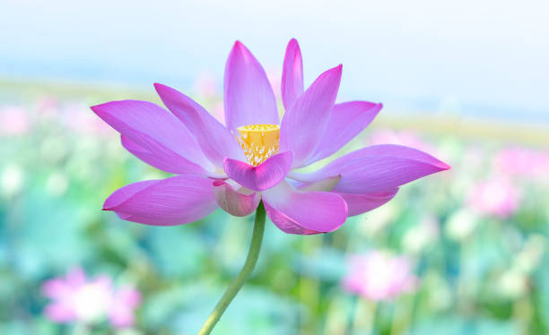 feche acima das flores de lótus que florescem em um lago ensolarado - flower single flower zen like lotus - fotografias e filmes do acervo